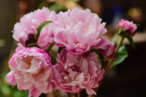 Beautiful pink peonies in full bloom captured with soft, natural lighting, showcasing delicate petals. jigsaw puzzle