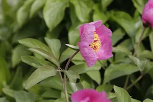 Close-up of a vibrant pink peony with lush green leaves, showcasing its delicate petals. jigsaw puzzle