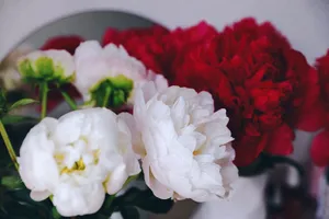 Vibrant red and white peonies in bloom, creating a beautiful floral arrangement. jigsaw puzzle