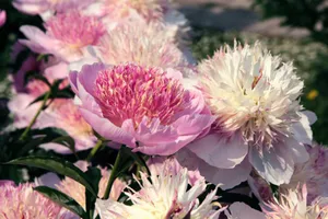 Close-up of vibrant pink and white peonies in full bloom, capturing their natural beauty. jigsaw puzzle