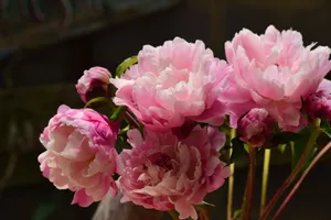 Delicate pink peonies in full bloom with lush petals, photographed indoors. jigsaw puzzle