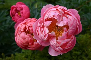 Close-up of vibrant pink peonies in full bloom, showcasing lush petals and rich color. jigsaw puzzle