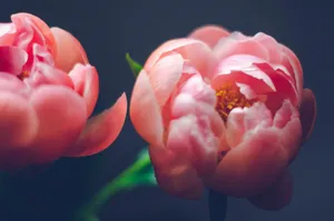 Elegant close-up of pink peony flowers with soft petals and vibrant hues, showcasing nature's beauty. jigsaw puzzle