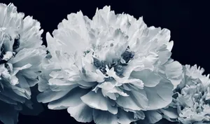 A close-up of blooming white peonies captured in a classic black and white style. jigsaw puzzle