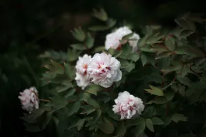 Elegantly blooming pink peonies surrounded by lush green leaves in a serene Hungarian garden. jigsaw puzzle