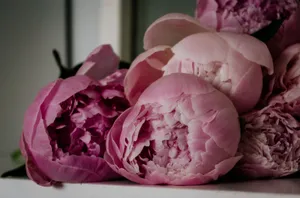 Beautiful pink peony blossoms captured in a close-up, showcasing delicate petals. jigsaw puzzle