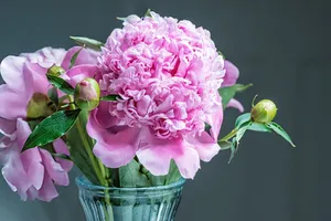 A stunning arrangement of pink peonies blooming in a glass vase, perfect for spring decor. jigsaw puzzle