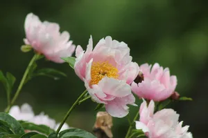 A beautiful close-up of pink peony flowers with dew drops on petals, captured outdoors in Toronto. jigsaw puzzle