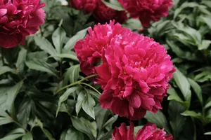 Close-up of vibrant pink peonies blooming in a lush Ukrainian garden, showcasing natural beauty. jigsaw puzzle