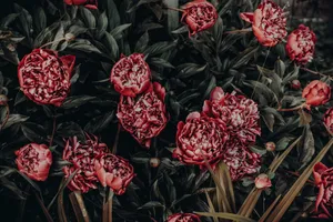 A stunning close-up of vibrant red peonies amidst lush green leaves, offering a rich floral display. jigsaw puzzle