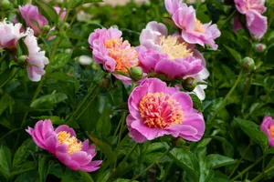 Explore lush pink peonies in full bloom, capturing nature's beauty in a vibrant Madrid garden. jigsaw puzzle