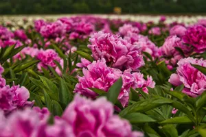 A lush field of pink peonies in full bloom, showcasing the beauty of summer flora. jigsaw puzzle