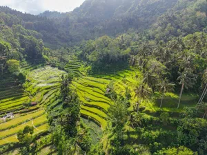 Aerial view of vibrant rice terraces surrounded by tropical forest in Bali, Indonesia. jigsaw puzzle