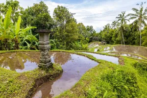 Explore tranquil rice terraces surrounded by lush greenery and tropical plants in a rural setting. jigsaw puzzle
