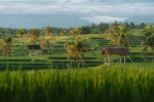 Stunning view of rice terraces in Bali, Indonesia with palm trees and a serene ambiance. jigsaw puzzle