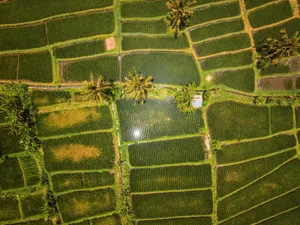 Stunning aerial view of lush green rice terraces in Bali, Indonesia, showcasing tropical agriculture. jigsaw puzzle