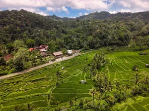 Lush green rice terraces in Bali's mountainous landscape under clear skies. jigsaw puzzle