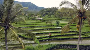 From above full body unrecognizable couple standing in picturesque big tropical plantation field with palms near green hills in daytime jigsaw puzzle