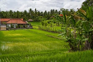 Scenic view of rice paddies and tropical landscape in Bali, Indonesia. jigsaw puzzle