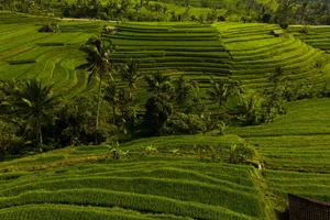 Aerial view of vibrant green rice terraces in Bali, showcasing unique tropical agricultural patterns. jigsaw puzzle