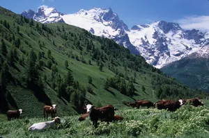 Peaceful scene of cows grazing in the lush pastures of La Grave with snow-capped Alps. jigsaw puzzle