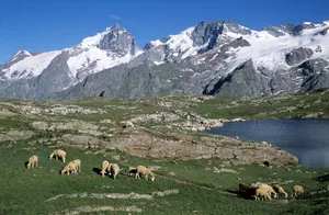 Sheep graze in the French Alps with snow-capped mountains in Provence-Alpes-Côte d'Azur. jigsaw puzzle