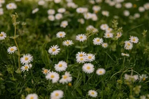 A vibrant field of daisies in spring, perfect for nature and floral themes. jigsaw puzzle