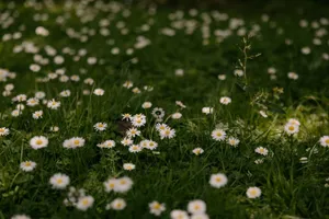 A vibrant field filled with blooming daisies under natural light, embodying the essence of springtime beauty. jigsaw puzzle