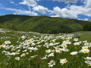 A vibrant meadow filled with white daisies set against rolling green hills and a bright blue sky. jigsaw puzzle