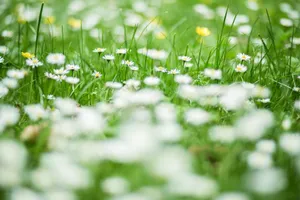 A vibrant field of daisies and grass creates a serene spring scene. jigsaw puzzle