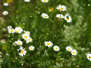 A vibrant field of daisies with insects pollinating under the summer sun. jigsaw puzzle