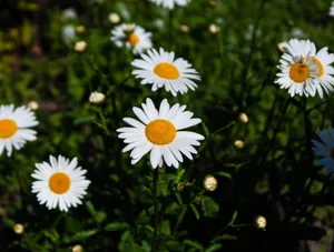 Close-up of white daisies blooming under bright sunlight, capturing the essence of spring. jigsaw puzzle