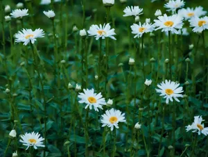 Beautiful white daisies blooming in a lush green field, showcasing natural elegance and serenity. jigsaw puzzle