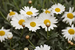 Close-up of fresh white daisies with yellow centers blooming in a spring meadow. jigsaw puzzle