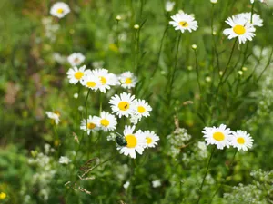 A vibrant cluster of white daisies blooming in a green meadow under daylight. jigsaw puzzle