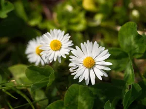 Beautiful daisies in full bloom with vibrant yellow centers, captured in Almere, Flevoland. jigsaw puzzle