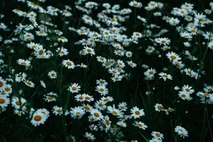 A serene field of daisies captured during twilight, showcasing vibrant white petals and golden centers. jigsaw puzzle