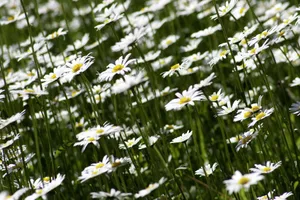 A lush field filled with white daisies flourishing under the sun, showcasing the beauty of nature. jigsaw puzzle