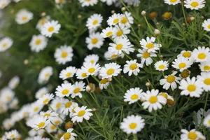 Explore the serene beauty of a meadow filled with blooming daisies in a lush landscape. jigsaw puzzle