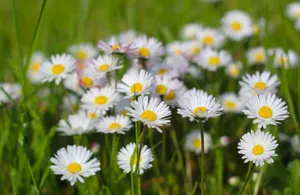 Bright daisies basking in sunlight, creating a cheerful and vibrant summer scene. jigsaw puzzle