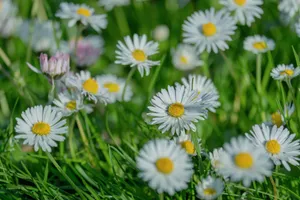Vibrant white daisies in sunny garden setting, showcasing nature's beauty and freshness. jigsaw puzzle