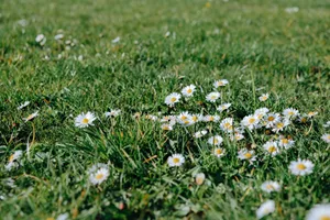 Bright daisies scattered across a green lawn, creating a vibrant spring landscape. jigsaw puzzle