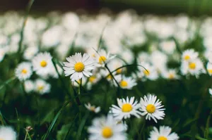 A serene field of daisies in full bloom with a soft focus on lush greenery. jigsaw puzzle