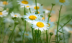 Vibrant close-up of white daisies with yellow centers blooming in a green meadow during daytime. jigsaw puzzle