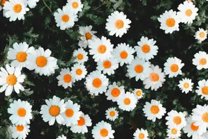 A beautiful array of white daisies with yellow centers in a lush garden setting. jigsaw puzzle