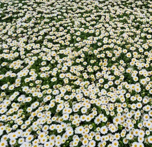 A vibrant field of white daisies in full bloom, creating a beautiful spring landscape. jigsaw puzzle