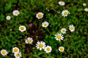 A collection of white daisies with yellow centers blooming in a lush green meadow. jigsaw puzzle