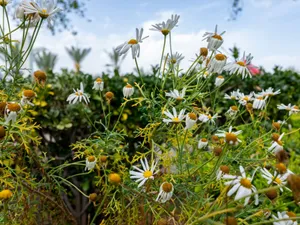 Close-up of white daisies in a vibrant summer garden with lush greenery. jigsaw puzzle