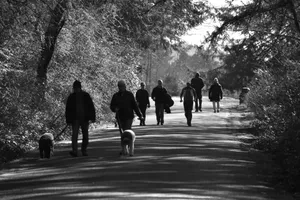 Group of people enjoying a peaceful walk with dogs on a forest path. jigsaw puzzle