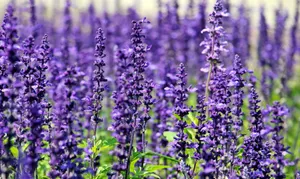 A stunning field of vibrant lavender flowers in full bloom under the daylight. jigsaw puzzle